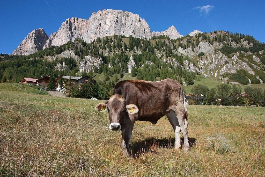Pensione Sellablick Calfosch Exterior foto